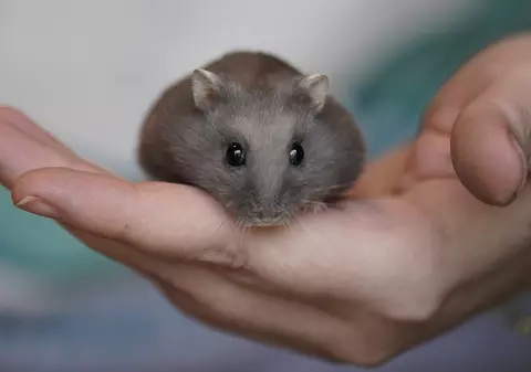 O mamă a doi copii a murit după ce a fost mușcată de un hamster. Femeia s-a prăbușit chiar în fața spitalului