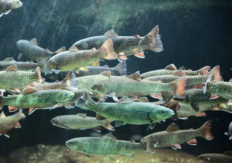 Somon sălbatic sau de crescătorie- care e mai bun. Diferențe si beneficii