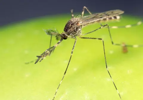 Malaria a fost eradicată din Egipt, după 100 de ani. OMS: „Boala care i-a chinuit pe faraoni aparţine acum istoriei ţării”