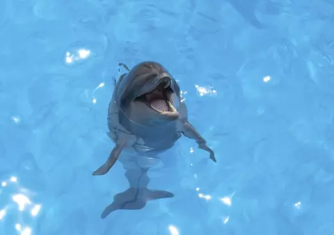 Lucrul neștiut până acum despre delfini: își „zâmbesc” atunci când se joacă, conform unui studiu