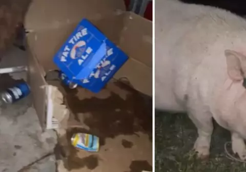 Un porc a băut rezerva de bere din garajul proprietarilor săi: „Căpșuna a intrat într-o ladă de bere. E atât de beată”