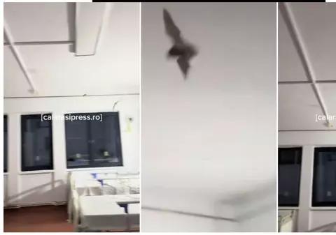 Lilieci, în spitalul Oltenița, filmaţi într-un salon pentru copii. Reacţia conducerii instituției | VIDEO Citeşte întreaga ştire: Lilieci, în spitalul Oltenița, filmaţi într-un salon pentru copii. Reacţia conducerii instituției | VIDEO
