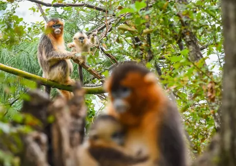 Poliția e în alertă după ce 40 de maimuțe au fugit dintr-o unitate de cercetare din Carolina de Sud