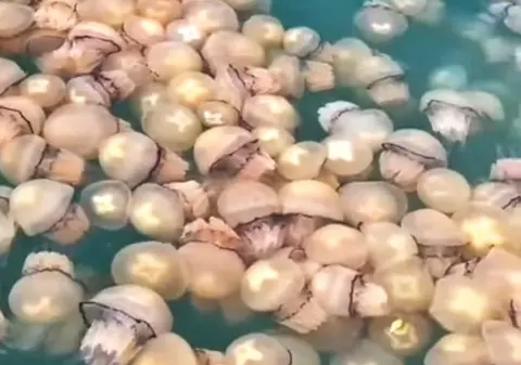 Litoralul din Constanța, invadat de meduze. Specialiștii spun că în noiembrie ele nici nu ar trebui să se vadă | Video