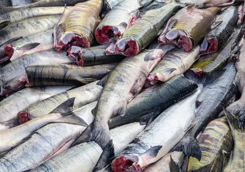 Două tone de pește din România, confiscate în Italia. Nu aveau documente de proveniență