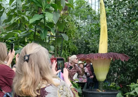 Mii de oameni din Australia s-au aliniat pentru a vedea „floarea-cadavru”: „Miroase a oposum mort”