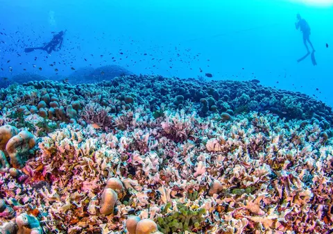 Cel mai mare coral înregistrat vreodată a fost descoperit în Oceanul Pacific