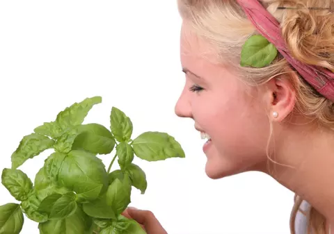 Când se pune busuioc sub pernă de Bobotează și ce semnificație are