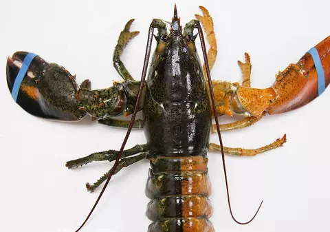 Un exemplar rar de homar în două culori a fost salvat dintr-un supermarket din SUA, unde era scos la vânzare