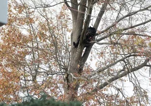 Un vânător a murit după ce un urs care a fost împușcat într-un copac a căzut peste el