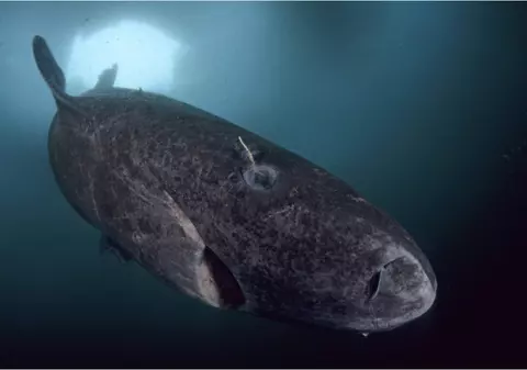 Rechinul de Groenlanda: Misterul longevității de aproape 400 de ani, descifrat de cercetători