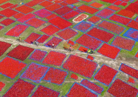 Ardeii iuți sunt mai puțin picanți, din cauza evenimentelor meteo extreme: „Foarte sensibili la orice schimbare a vremii”