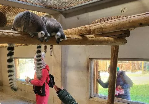 Grădina Zoologică din Oradea se mută în pădurea Nojorid. Locația aleasă va fi de aproape patru ori mai mare