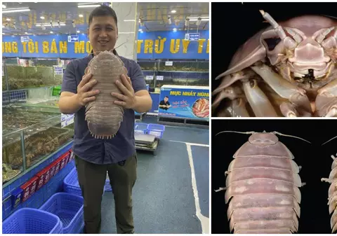 Cercetătorii au descoperit Bathynomus vaderi, un crustaceu gigant, în Vietnam. Specia este numită după Darth Vader din „Star Wars”