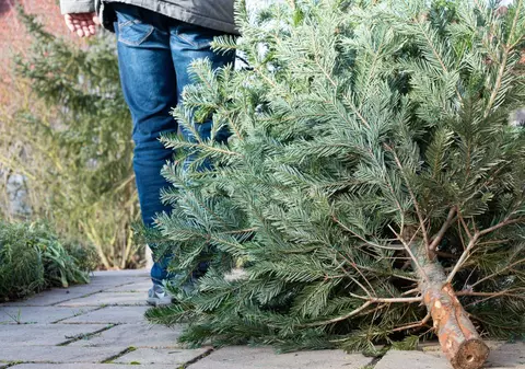 La Constanța s-au amenajat puncte speciale de colectare a brazilor de Crăciun. Zonele unde locuitorii pot duce pomii folosiți