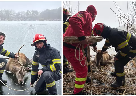 Un cerb blocat pe un lac înghețat din Brașov a fost salvat de pompieri