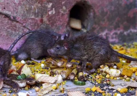 Orașele din lume cu cea mai mare creștere a numărului de șobolani, în ultimii ani. Schimbările climatice au avut rol determinant