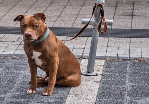 Amendă de 14.500 de lei pentru o femeie din Vâlcea care plimba câinii fără lesă și botniță