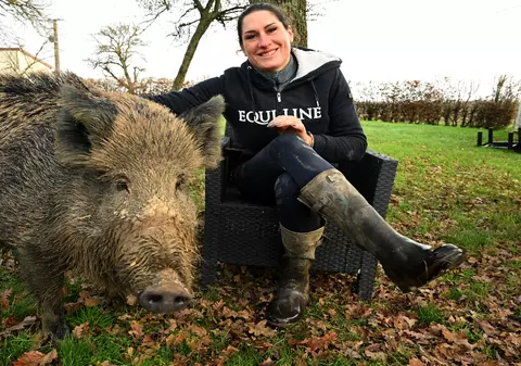 Victorie în instanță pentru Rillette, mistrețul salvat de la eutanasiere