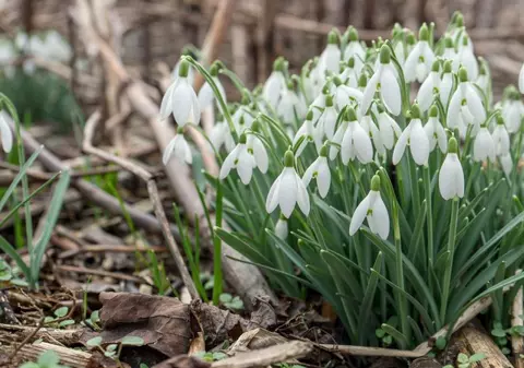 Ghiocei, la mijlocul lunii ianuarie, în Buzău. „Ar putea să nu mai fie un reper al primăverii. E o specie amenințată de schimbările climatice”
