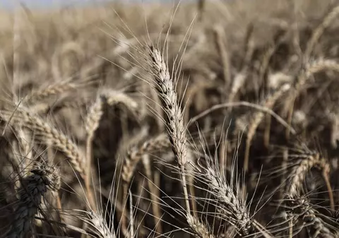 România a devenit cel mai mare exportator european de cereale, deși înregistrează un deficit de mâncare