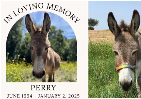 Măgarul Perry, care a inspirat personajul Donkey din „Shrek”, a murit la 30 de ani. „Suntem îndureraţi” | VIDEO