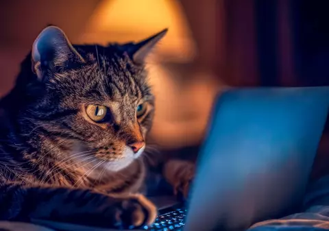 Cum a rămas o tânără din China fără loc de muncă din cauza pisicii: „I-a făcut o favoare șefului tău”