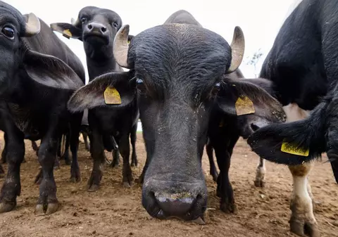 Primul focar de febră aftoasă în Germania din ultimii 35 de ani. Măsuri pentru controlul bolii