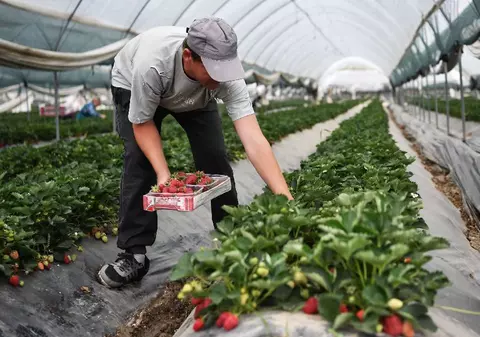 Fraudă de peste două milioane de euro în Giurgiu, anchetată de Parchetul European. Sere pentru cultivarea căpșunilor, doar pe hârtie