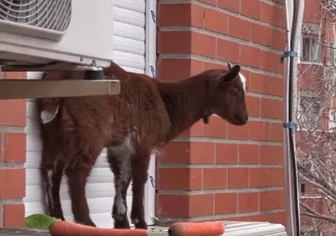 Capră salvată de pompieri de pe un balcon de la etajul 5. Nimeni nu știe a cui este și cum a ajuns în blocul din centrul unui oraș spaniol