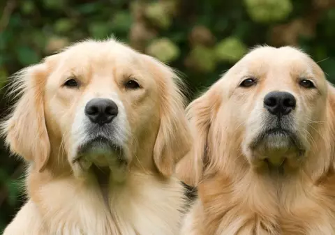 Clonarea animalelor de companie devine realitate cu ajutorul unui laborator din Spania. Cât costă un duplicat al patrupedului tău 