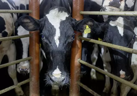 Austria închide mai multe puncte de trecere la frontiera cu Slovacia și Ungaria din cauza febrei aftoase