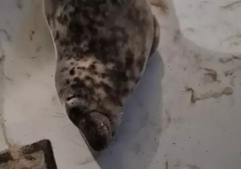 „Oaspetele” neobișnuit al unui hotel din Olanda. Imagini cu o focă „complet relaxată” care doarme 