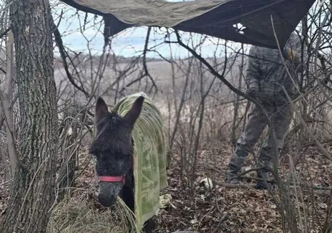 Armata rusă a ajuns să folosească măgari pentru a duce muniție și provizii trupelor de pe linia frontului