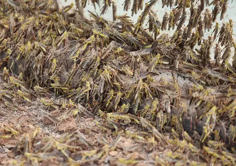 Pudra din viermi galbeni de făină și larve ale gândacilor, introdusă pe piață din 10 februarie. Cine o produce