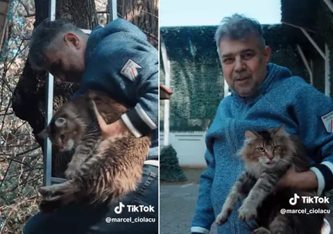 Ciolacu, pisicuța și scroafa din copac