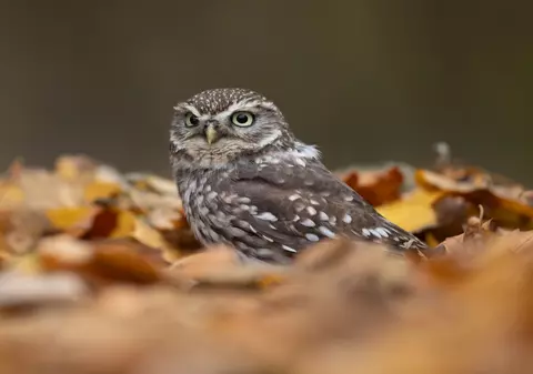 Rezervația unică din Anglia care protejează specii rare de păsări. „Va demonstra că este posibilă reîntoarcerea la sălbăticie”