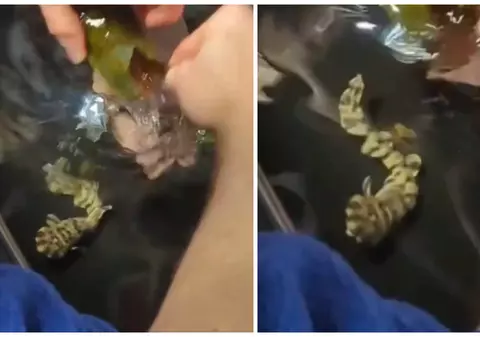 Un pui de rechin s-a născut în mod misterios într-un acvariu în care se aflau doar femele