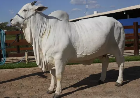 Cine este Viatina-19, văcuța de aproape 5 milioane de dolari care a intrat în cartea recordurilor