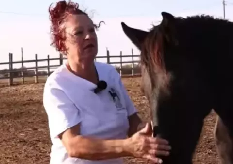 Povestea celui mai mare adăpost de cai din România. Peste 1.000 de animale primesc o a doua șansă, la Desa, județul Dolj | VIDEO