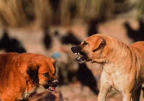 Decizia inspirată luată de un copil din Iași care era urmărit de o haită de câini: „Era singura șansă”