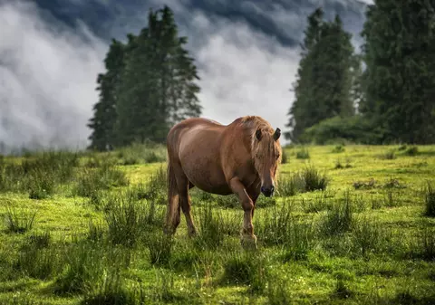 Țara europeană în care caii sălbatici au devenit o atracție pentru turiști: „Erau odată coloana vertebrală a agriculturii”