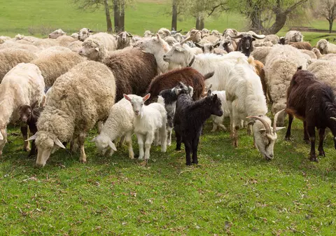 ANSVSA a blocat exportul de capre și oi din România către alte state UE până în luna iunie, după descoperirea unor focare de pestă