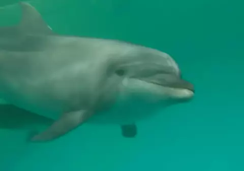 Delfinul Chen Chen, simbol al Delfinariului din Constanța, a murit. Cauza decesului este investigată
