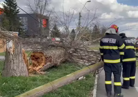 Bărbat mort după ce a căzut peste el un copac doborât de furtună, în Năruja, Vrancea