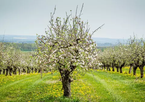 Cod de îngheț în Săptămâna Mare, dar pomii fructiferi au înflorit iar fermierii sunt în alertă