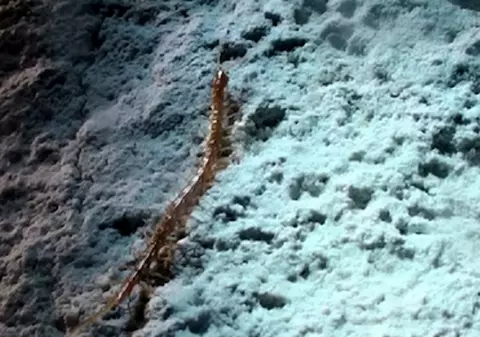 Ce este „Regele Peșterii”, creatura care a evoluat în interiorul unei peșteri din România unde lumina soarelui nu a mai pătruns de 5 milioane de ani