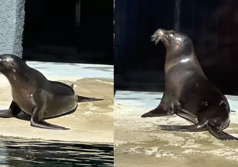 Grădina Zoologică Brașov sărbătorește Ziua Internațională a Focii cu un program special
