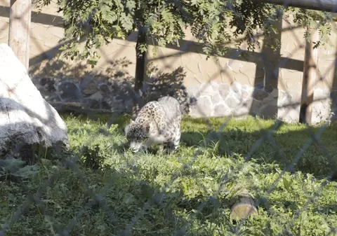 Grădina zoologică Brașov - cât costă biletul și ce poți vedea la Zoo Brașov
