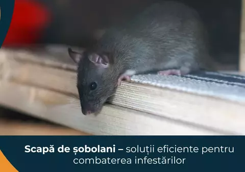 Scapă de șobolani - soluții eficiente pentru combaterea infestărilor